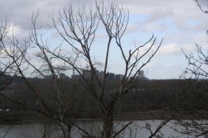 Bald Eagles with Portland Skyline Bald Eagles with Portland Skyline