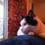 I hear the sparrows chirping. They do not chirp for me.
