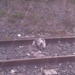 Baby possums